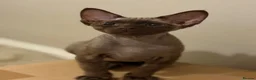 Devon Rex cats for sale: Ready now- GCCF Chocolate Devon Rex girl  - Advert 5