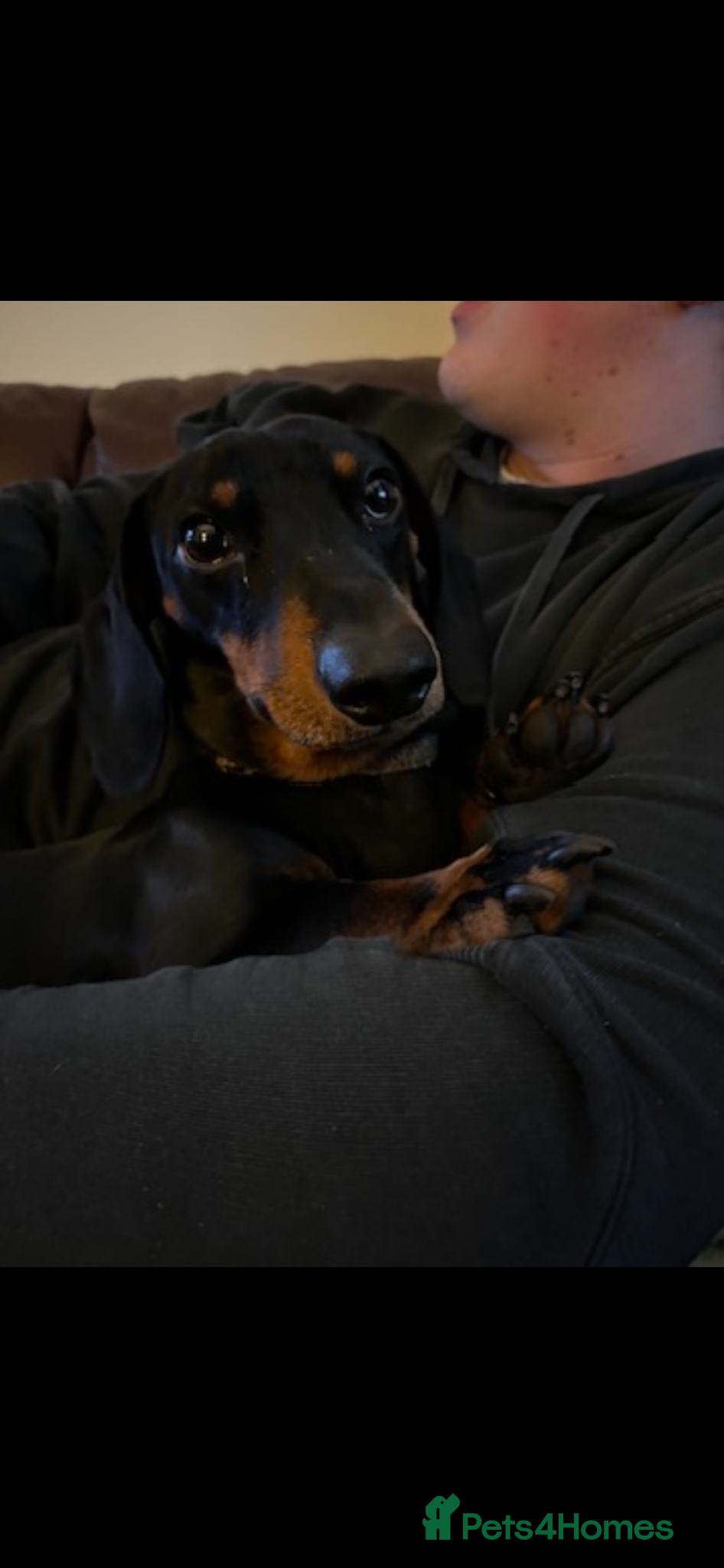 Dachshund dogs for sale: Rex - 4 years old male  in Pontypool - Advert 2