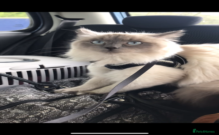 Ragdoll cats - Advert 2