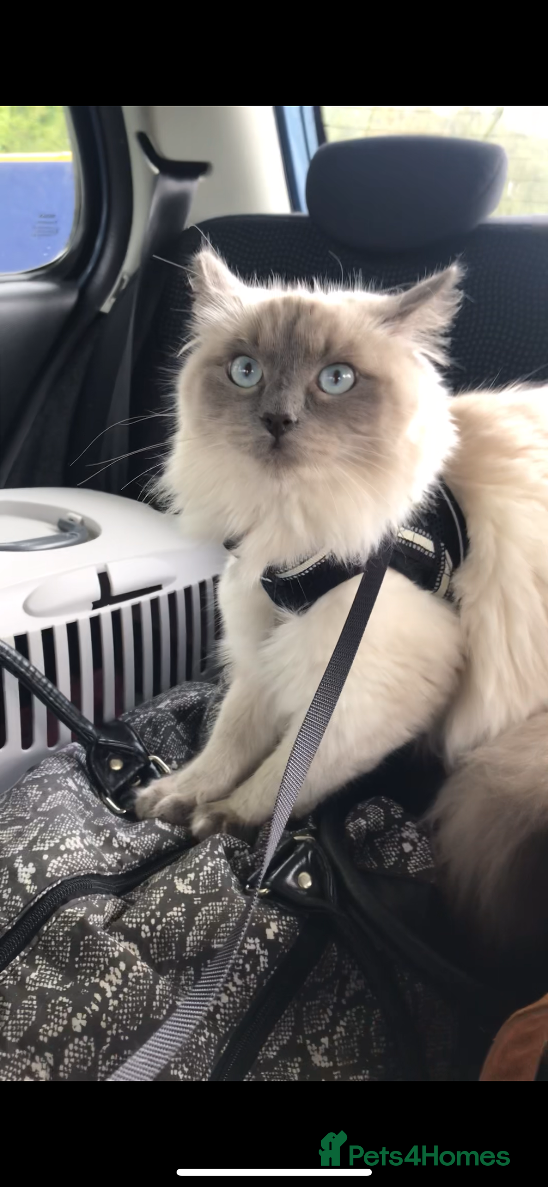 Ragdoll cats for sale: Pheobe - Image 1