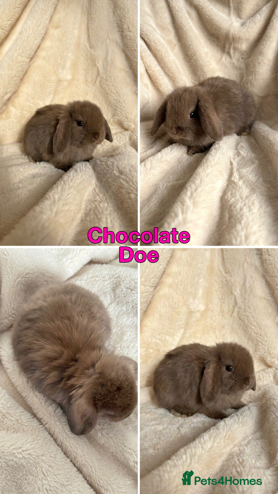 Mini Lop rabbits Baby Mini Lops Ready 01/05 - Advert 3
