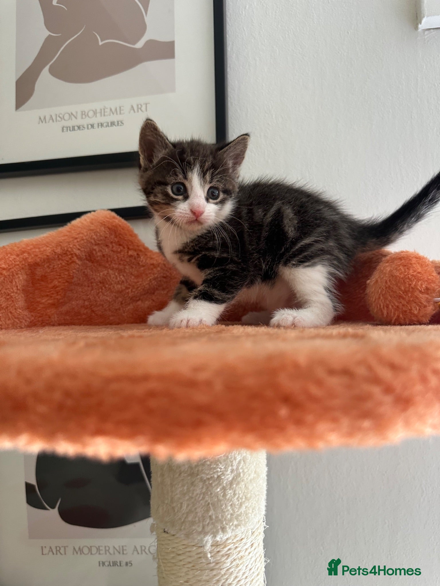 Mixed Breed cats Mixed breed kittens 2 girls and 1 boy - Advert 1