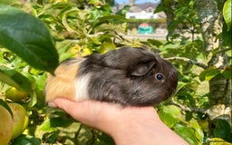 Guinea Pig rodents for sale: Long haired Guinea Pigs For Sale - Image 15