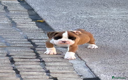 Boxer dogs for sale: Boxer pups  - Image 9