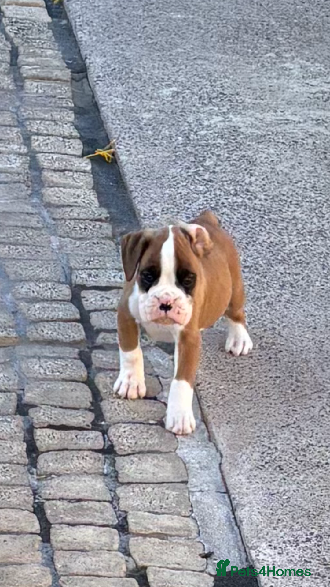 Boxer dogs for sale: Boxer pups  - Image 9