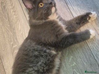 British Longhair cats British longhair - Advert 1