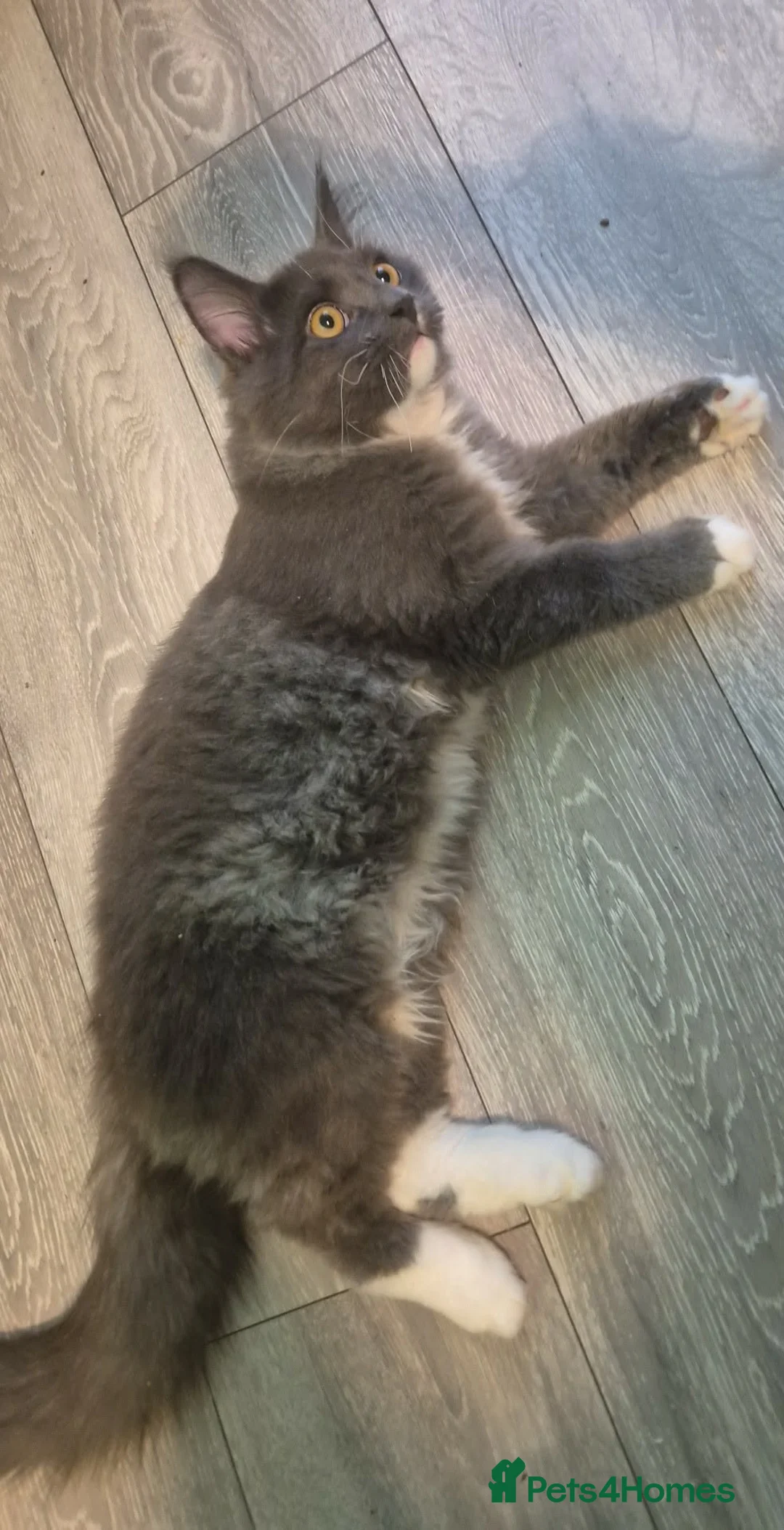 British Longhair cats for sale: British longhair - Advert 1