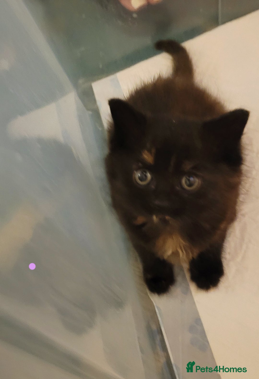 Munchkin cats for sale: Kitten for free adoption  - Advert 4