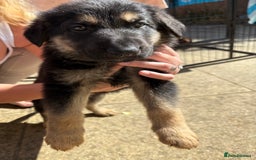 German Shepherd dogs for sale: German Shepherd Puppies - Image 22