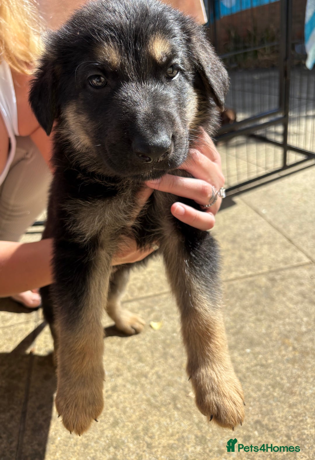 German Shepherd dogs for sale: German Shepherd Puppies - Image 22