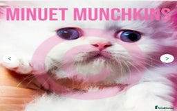 Munchkin cats for sale: White Persian Minuet munchkin blue & odd eyes - Image 11
