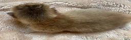 British Shorthair cats for sale: 🏆😍 Irresistible Golden Chinchilla’s Mini BSH🏆😍 in Birmingham - Advert 9