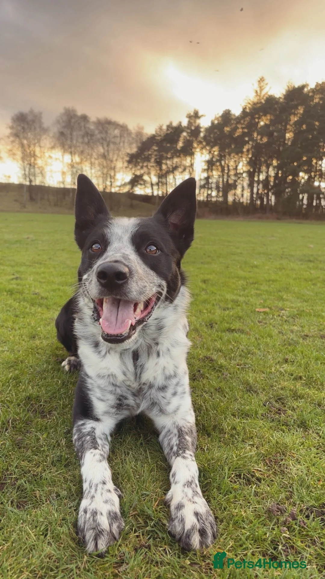 Border Collie dogs for sale: 5 yr old border collie - Advert 1