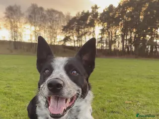 Border Collie dogs 5 yr old border collie - Advert 2