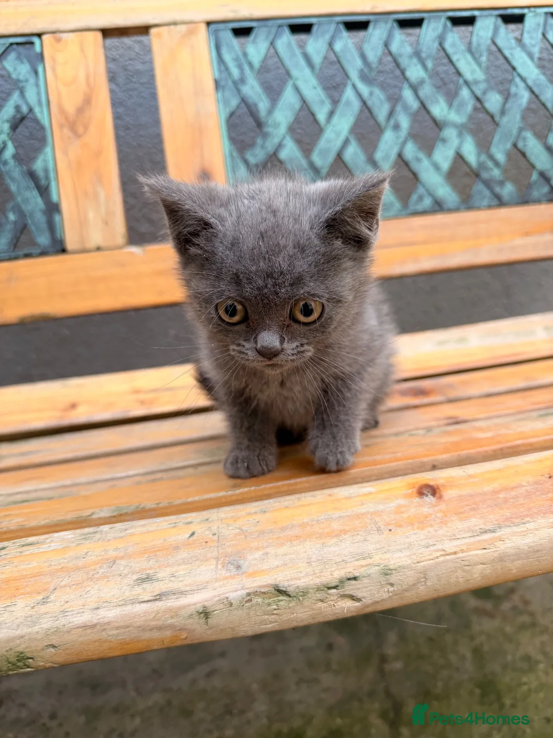 Brazilian Shorthair cats for sale: 3 Stunning Purebred British Shorthair kittens  - Advert 6