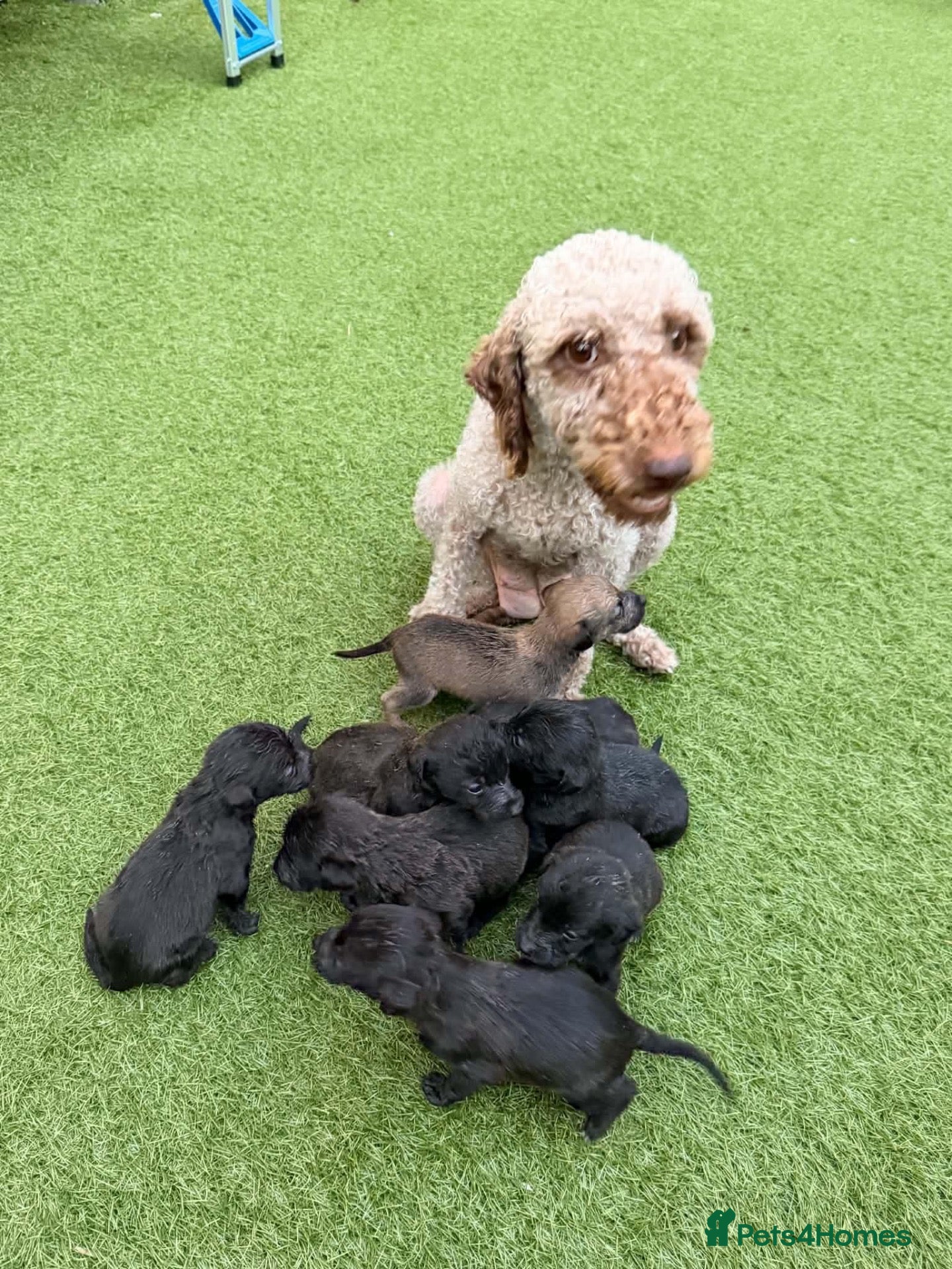Mixed Breed dogs Bedlington whippet - Advert 8