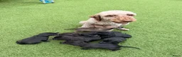 Mixed Breed dogs for sale: Bedlington whippet in Bradford - Advert 1