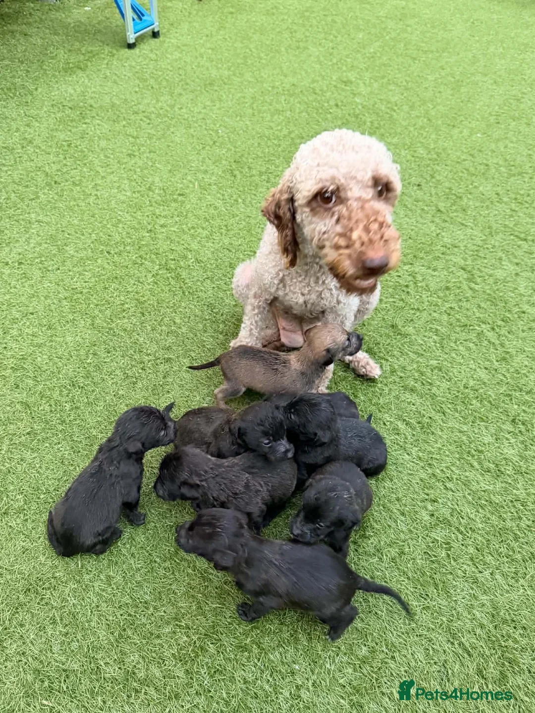Mixed Breed dogs for sale: Bedlington whippet in Bradford - Advert 1