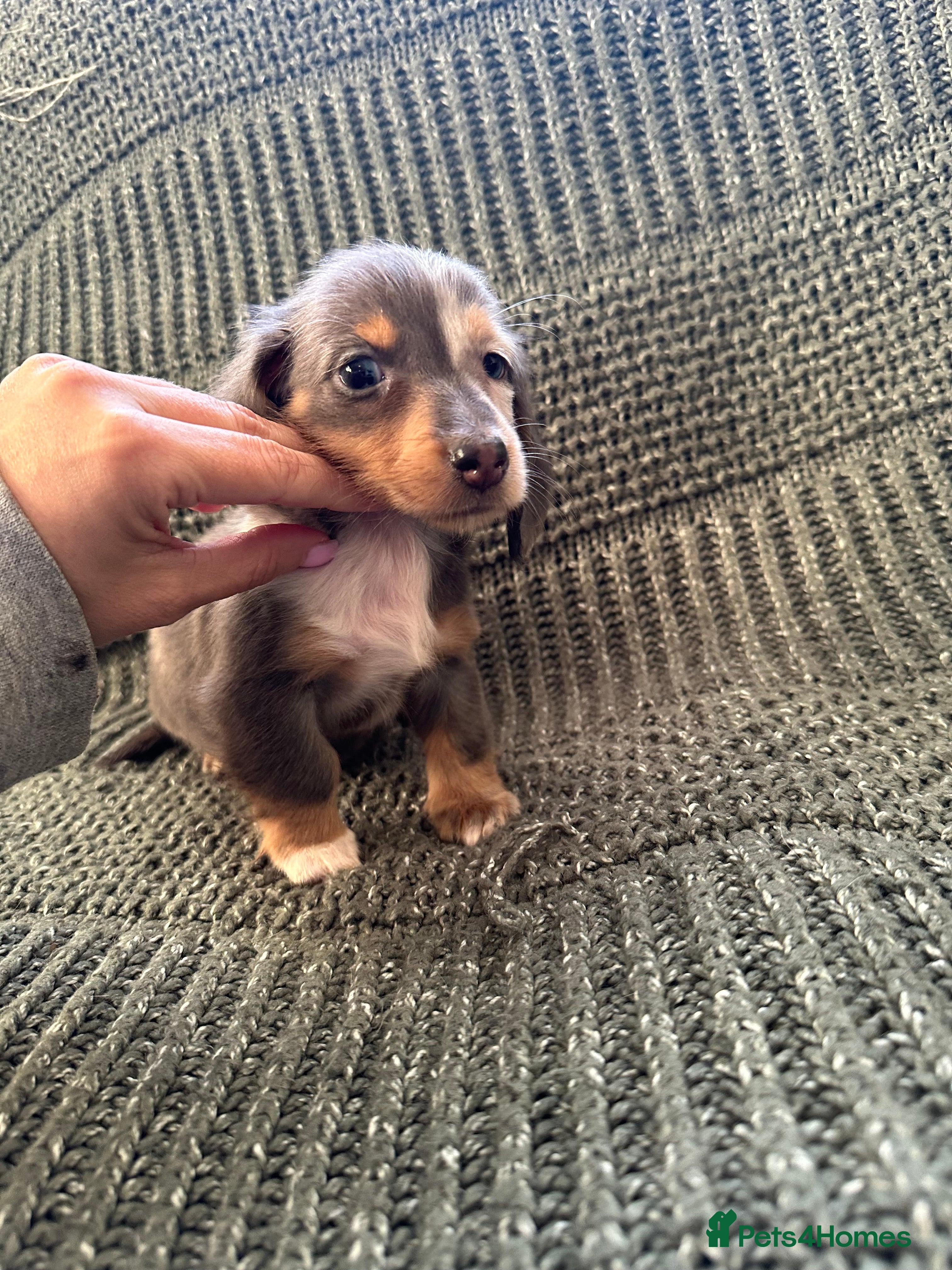 Miniature Dachshund dogs Dapple mini Longhairded dachshund Black/Tan M&F - Advert 5