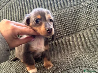 Miniature Dachshund dogs Dapple mini Longhairded dachshund Black/Tan M&F - Advert 5