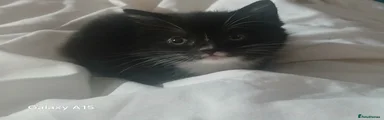 Mixed Breed Kitten 3