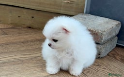 Pomeranian dogs for sale: KC Reg show quality Poms, 5 🌟 homes Only - Image 7