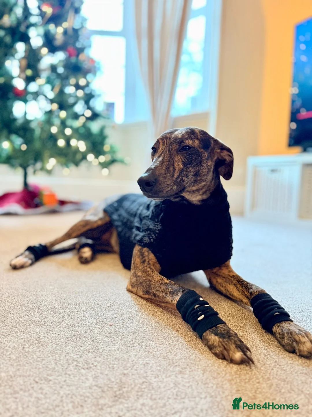 Labrador Retriever dogs for sale: Grayador Puppies - Advert 1