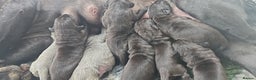 Neapolitan Mastiff dogs for sale: Makaevo Puppies - Advert 4
