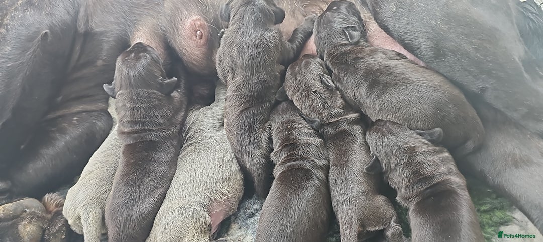 Neapolitan Mastiff dogs for sale: Makaevo Puppies - Image 1