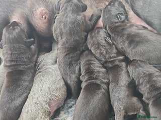 Neapolitan Mastiff dogs - Advert 6