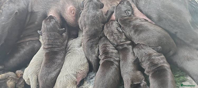 Neapolitan Mastiff dogs - Advert 1