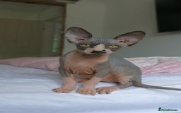 Sphynx cats for sale: beautiful sphynx male kitten - Image 1