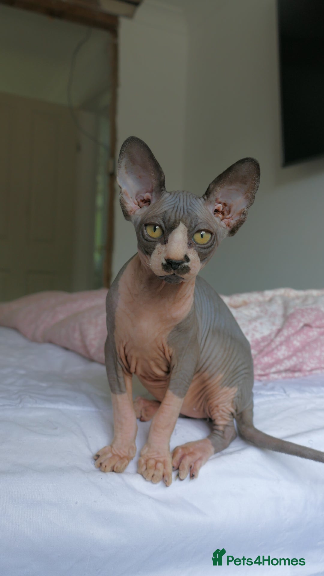 Sphynx cats for sale: beautiful sphynx male kitten - Image 1