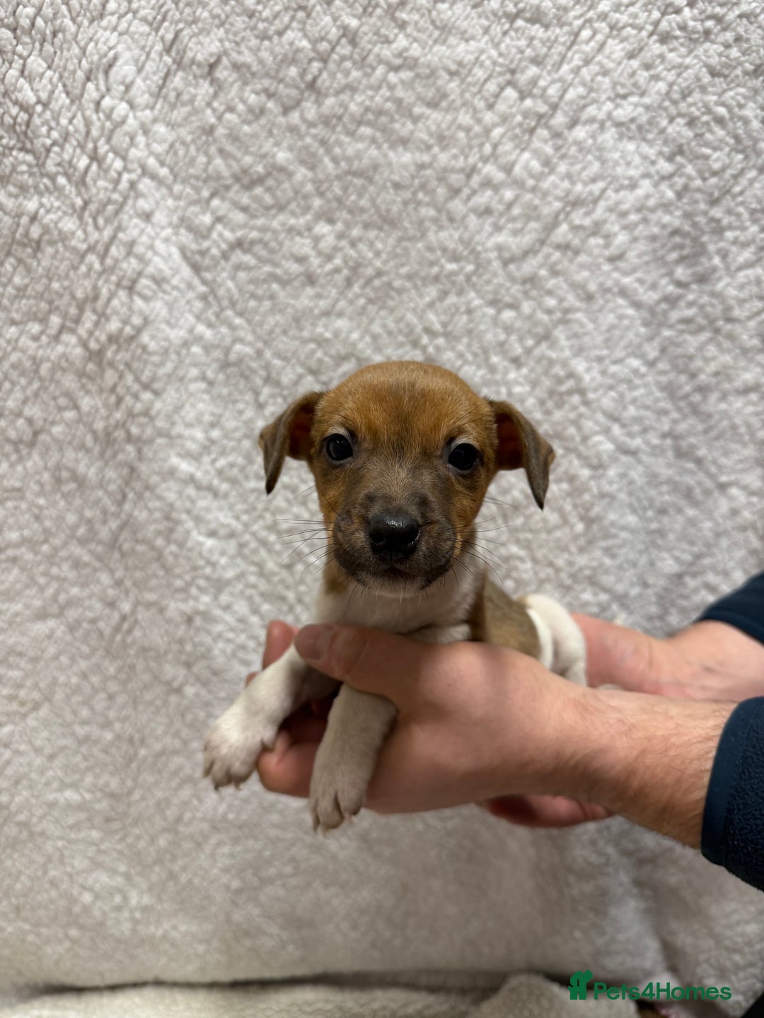 Jack Russell dogs for sale: 4 jack Russell puppies  - Advert 3