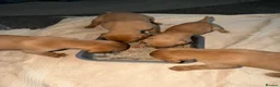 Mixed Breed dogs for sale: Fox Red Labrador / Hungarian Vizsla pups  - Advert 2