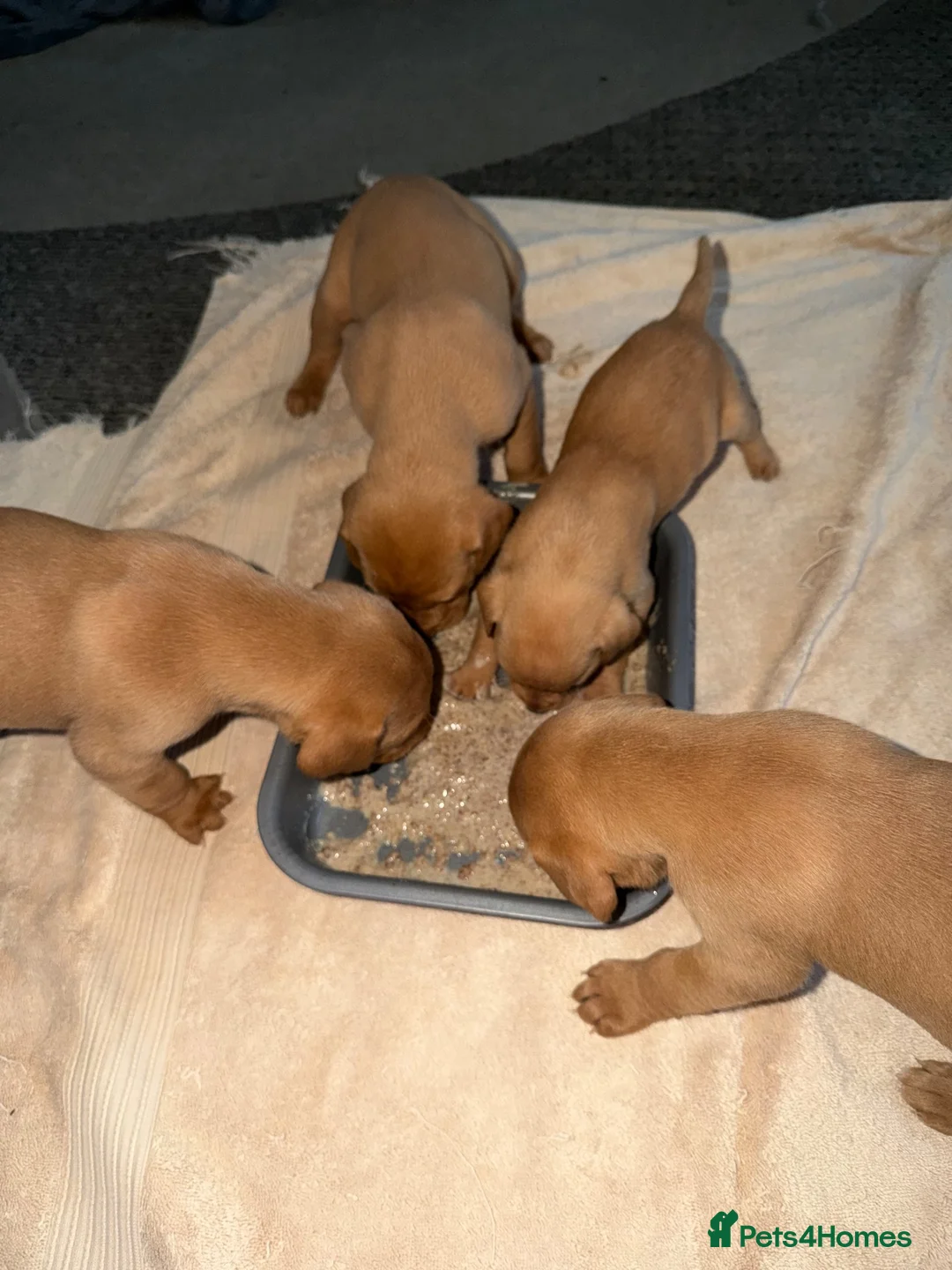 Mixed Breed dogs for sale: Fox Red Labrador / Hungarian Vizsla pups  - Advert 2