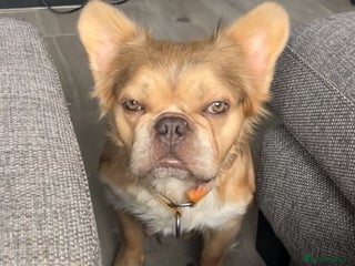 French Bulldog dogs - Advert 28