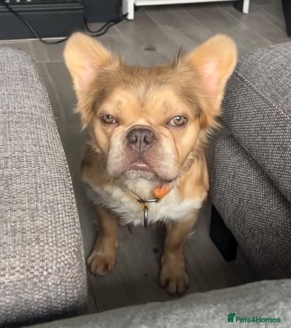 French Bulldog dogs - Advert 3