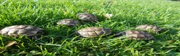 Hermann Tortoise reptiles for sale: Hermann's Thb & Spur-thighed - Advert 2
