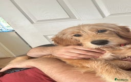 Goldendoodle dogs for sale: Golden doodle puppy - Image 10