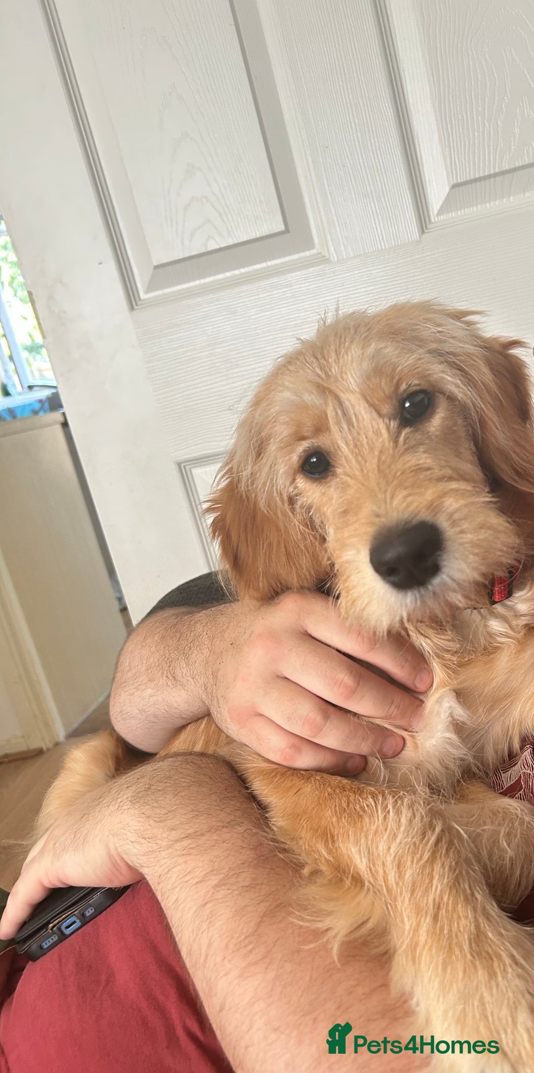 Goldendoodle dogs for sale: Golden doodle puppy - Image 10