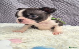 Boston Terrier dogs for sale: Superb litter of boston terriers. - Image 3