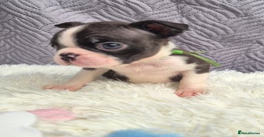 Boston Terrier dogs Superb litter of KC boston terriers puppies - Advert 1