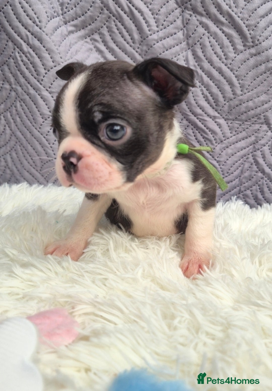 Boston Terrier dogs for sale: Superb litter of boston terriers. - Image 3