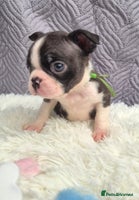 Boston Terrier dogs Superb litter of KC boston terriers puppies - Advert 1