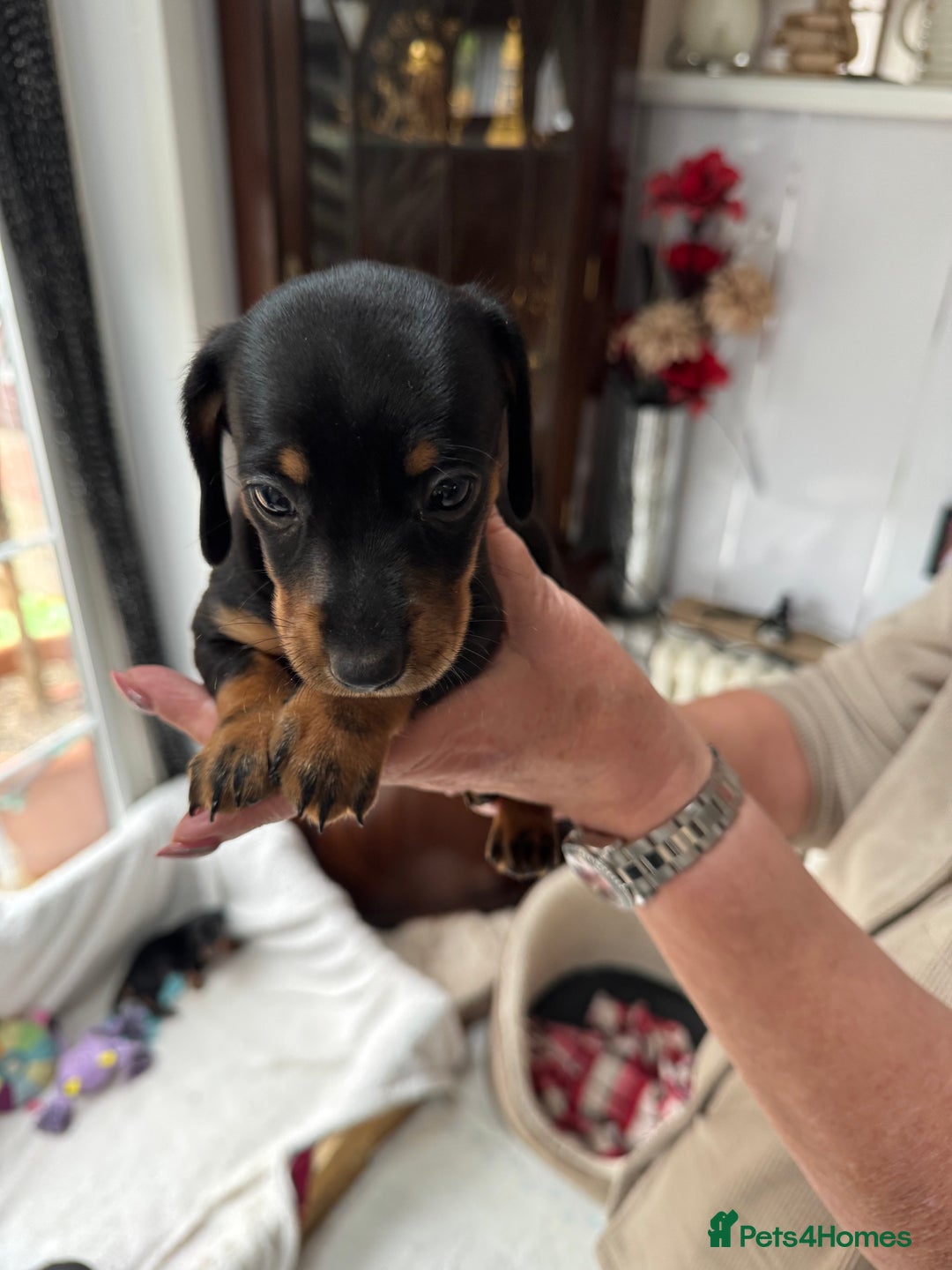 Miniature Dachshund dogs for sale: Miniature dachshund puppies - Image 4