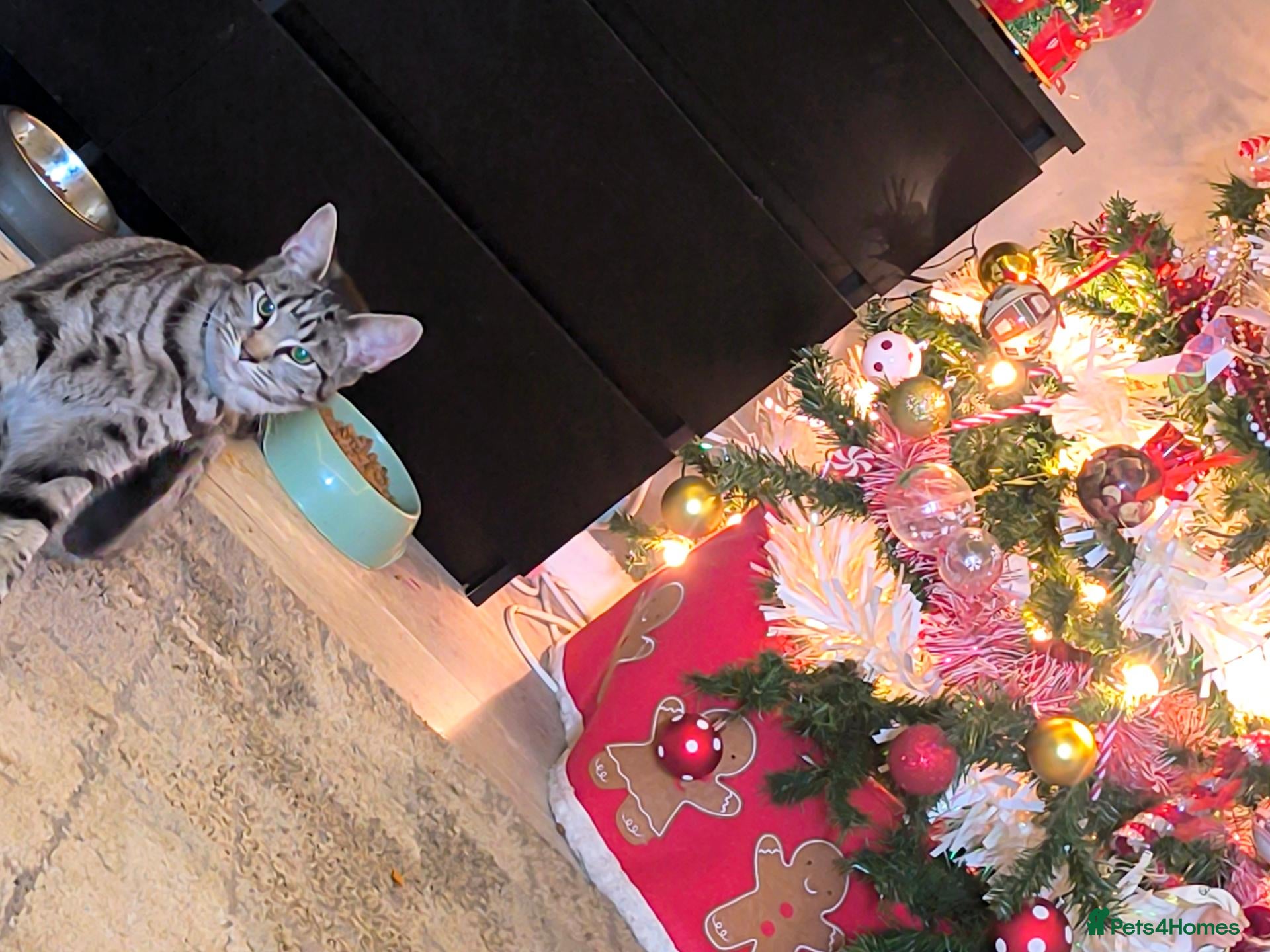 Mixed Breed cats for sale: Looking to sell my two beautiful girls  - Advert 22