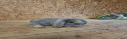 Mini Lop rabbits for sale: Beautiful Pure Bred Mini Lop rabbits - Advert 4