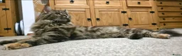Maine Coon cats for sale: Maine coone kittens in Doncaster - Advert 3