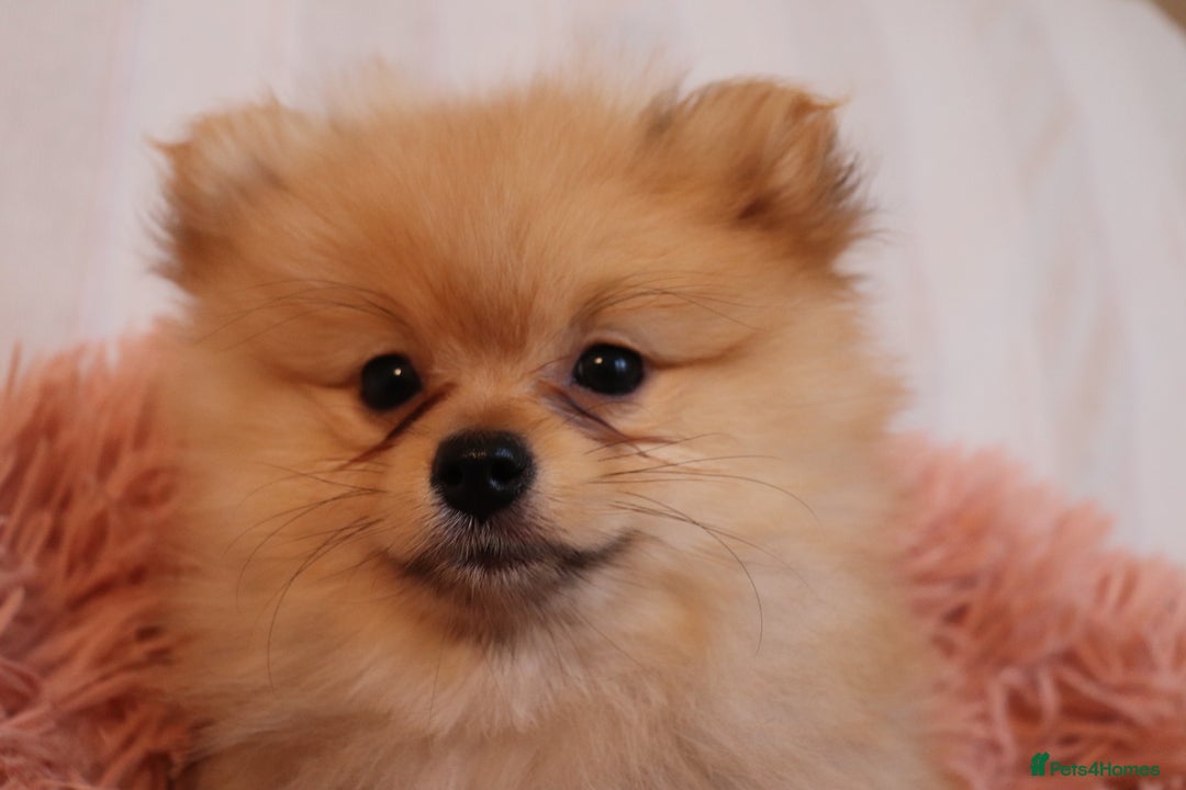 Pomeranian dogs for sale: Purebred Pomeranian Pups Raised with Love in LDN - Image 30